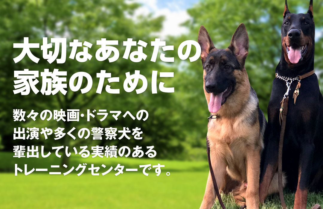 静岡県 神奈川県の犬のしつけ 訓練 駿東愛犬訓練所