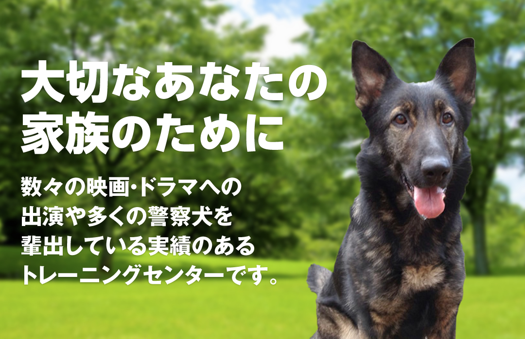 静岡県 神奈川県の犬のしつけ 訓練 駿東愛犬訓練所